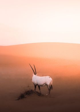 white antelope