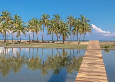 Coconut tree reflection