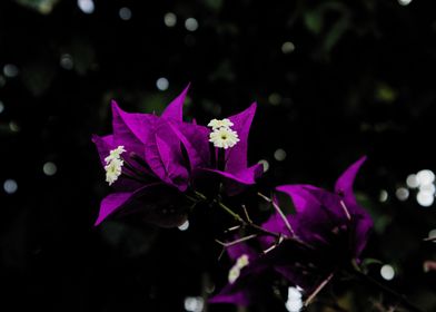 Paper flower  and darkness