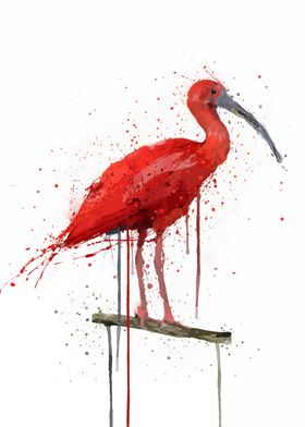 Scarlet Ibis Bird