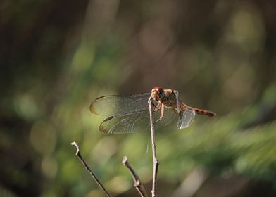 The dragonfly pose