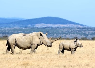 Rhino Animal Cute