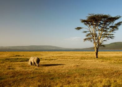 Rhino Animal Cute