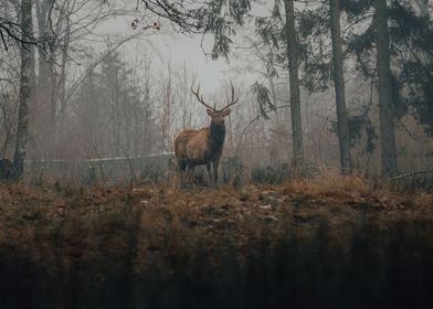 gray forest deer