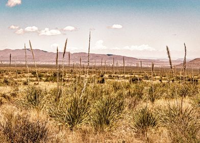 Chihuahuan Desert Sotol