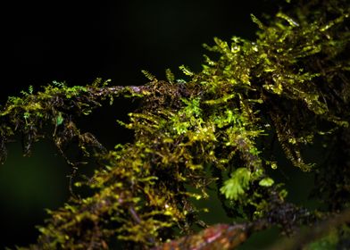 wet Moss