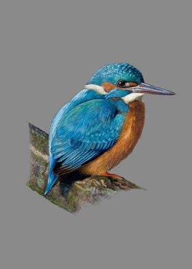 Common kingfisher