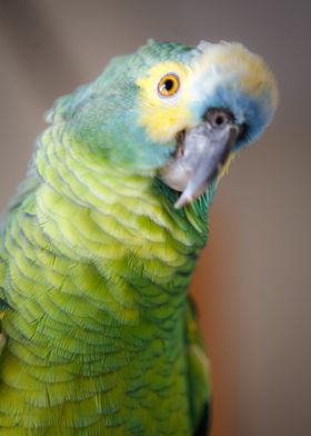 silly cute parrot