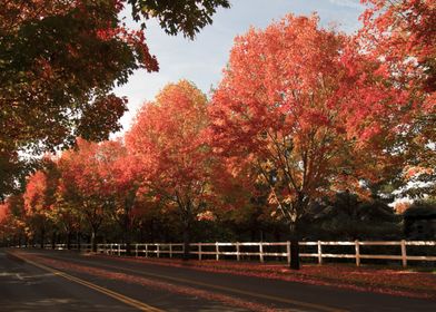 autumn trees