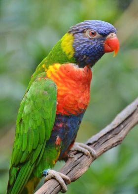 Rainbow Lorikeet