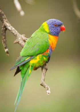 Rainbow Lorikeet