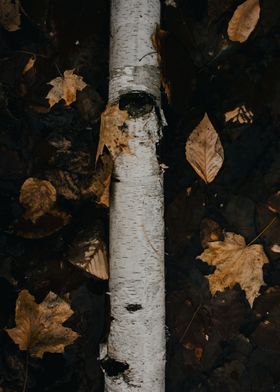 Fallen Birch