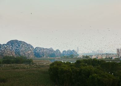 A large lock of egrets