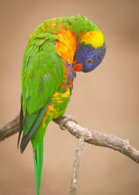 Rainbow Lorikeet on branch