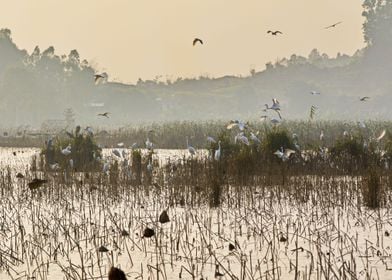 Egret flocks in nature