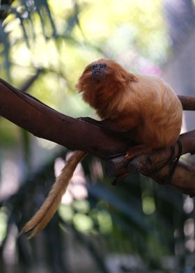 golden lion tamarin