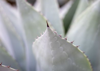 aloe plant