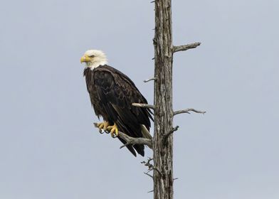 BALD EAGLE ALASKA