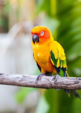 Sun Conure