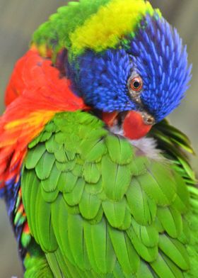 Rainbow Lorikeet