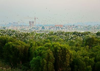 Thousands of wild egrets