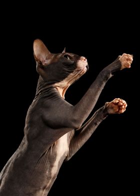 Sphynx Cat Animal