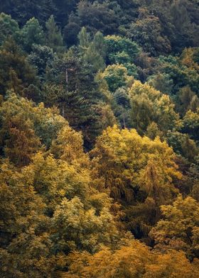 Colorful autumn trees