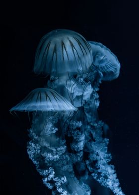 jellyfish beauty