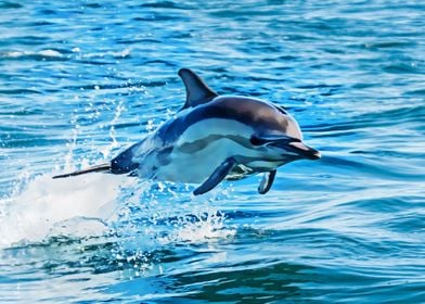 dolphin play