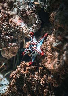 red starfish