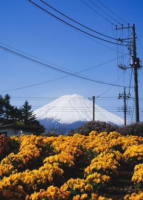 Yamanashi prefecture