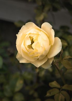 Butterscotch Rose