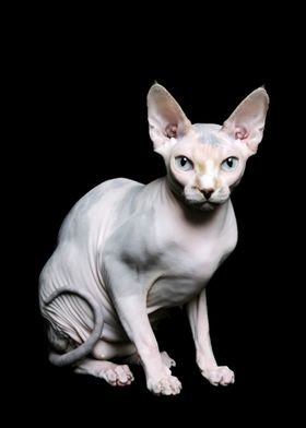 Sphynx Cat Animal