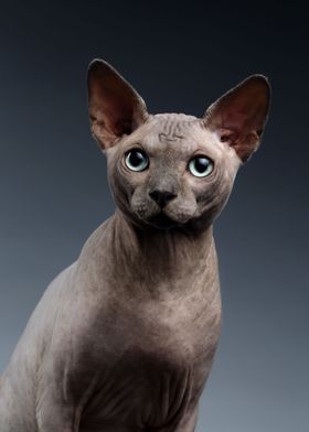 Sphynx Cat Animal