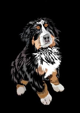 Bernese mountain dog in ve