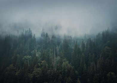 Misty fir forest