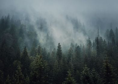 Misty pine woods