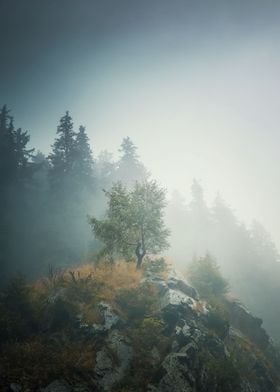 Solitary tree in the mist