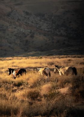 horse in meadow