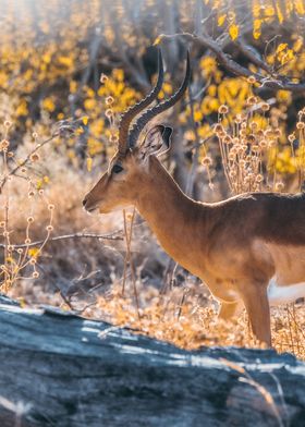 golden antelope