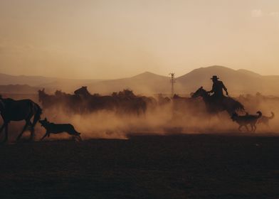 horse blanket