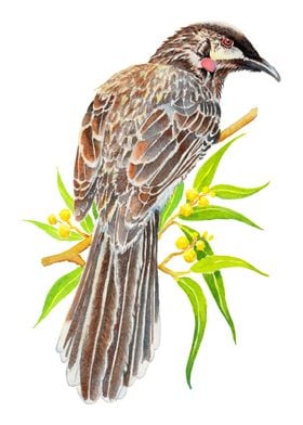 Red Wattlebird