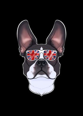 Boston Terrier UK