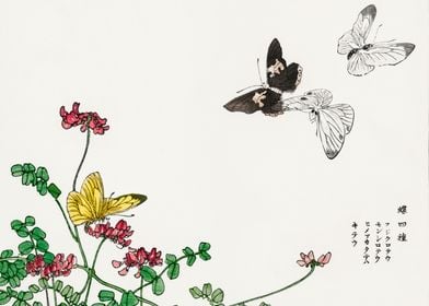 Butterflies and flower