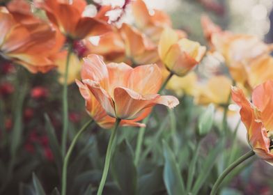 tulip flowers garden