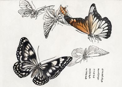 Butterflies illustration