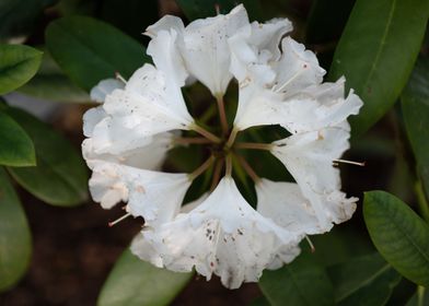 White Rhododendron Flower