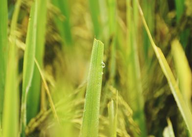 Cultivation of paddy