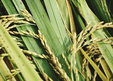 Cultivation of paddy