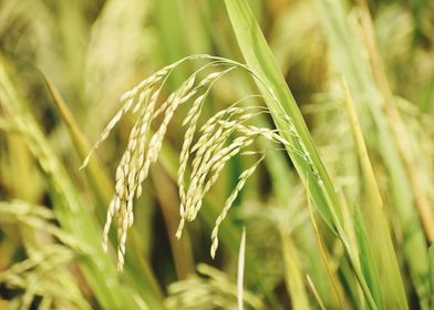 Cultivation of paddy